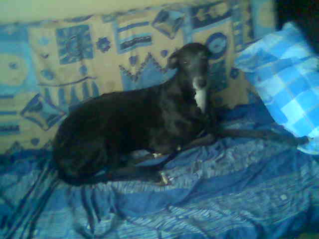 Greyhound: Wir vermissen dich Gucci